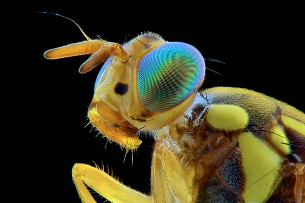 Фруктовые Пчелы Экстремальный Крупный План Макро Фотография — стоковое фото