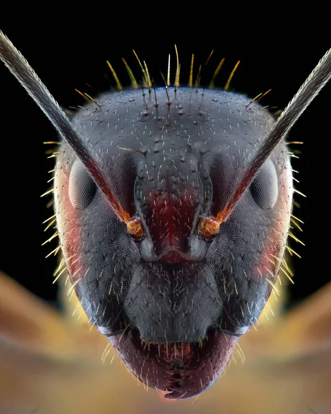 Formigas Extremo Close Macro Fotografia — Fotografia de Stock