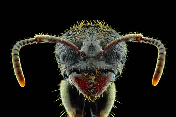 Myror Extrem Närbild Makrofotografi — Stockfoto