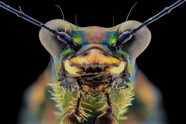 Tiger beetle extreme close-up , Macro photography