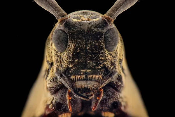 Longhorn Beetle Aşırı Yakın Çekim Makro Fotoğrafçılık — Stok fotoğraf