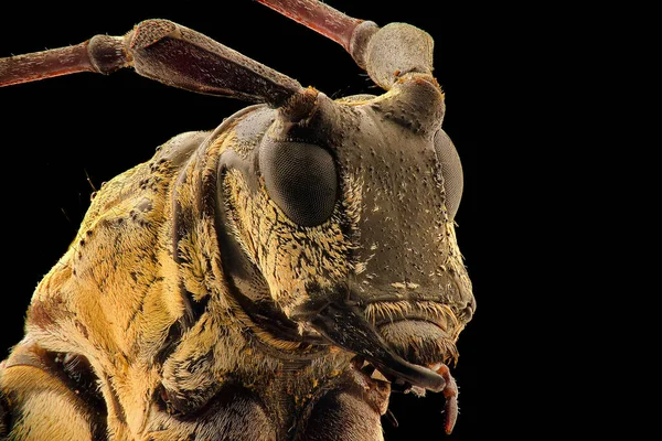 Longhorn Beetle Ekstremalne Zbliżenie Makro Fotografia — Zdjęcie stockowe