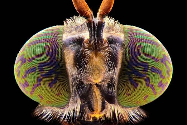 Soldierflies Extreme Close Macro Photography — Stock Photo, Image