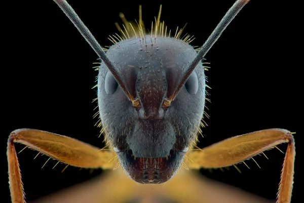 Mravenci Extrémní Zblízka Makro Fotografie — Stock fotografie