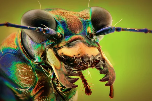 Escarabajo Tigre Primer Plano Extremo Macro Fotografía — Foto de Stock