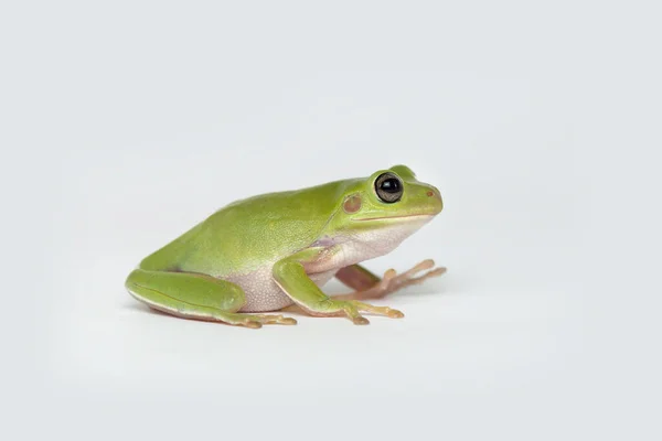 Dumpy Frog Sobre Fondo Blanco — Foto de Stock