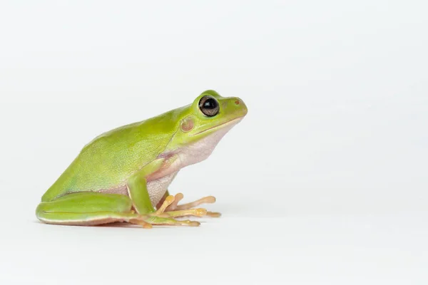 Dumpy Frog Sobre Fondo Blanco — Foto de Stock