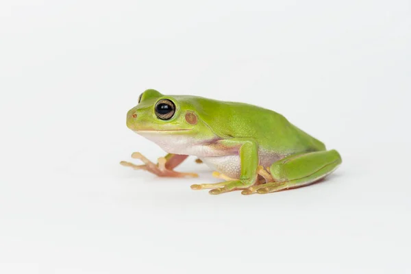 Dumpy Frog Sobre Fondo Blanco — Foto de Stock