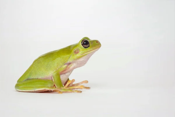白色背景的矮胖青蛙 — 图库照片