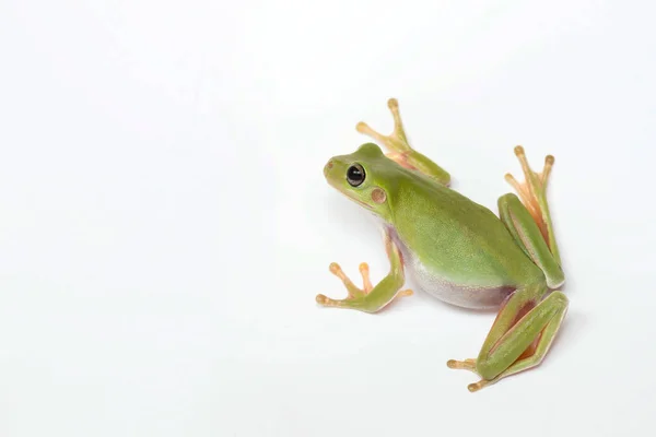 Dumpy Frog Sobre Fondo Blanco — Foto de Stock