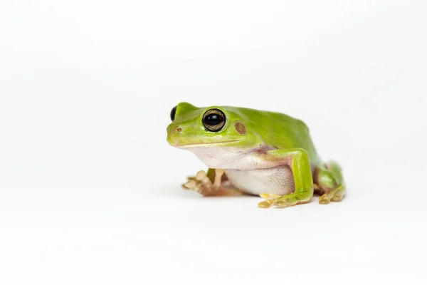 Dumpy Frog Sobre Fondo Blanco — Foto de Stock