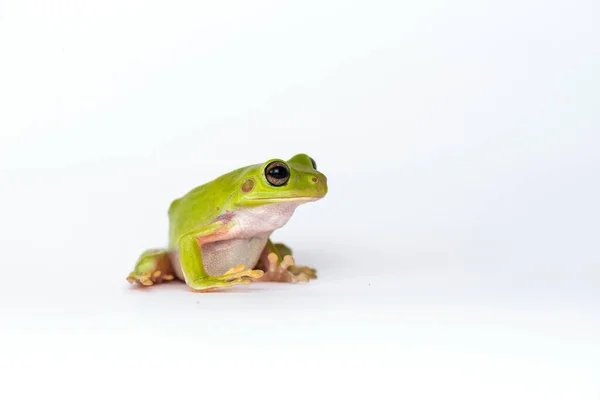 Dumpy Frog Sobre Fondo Blanco — Foto de Stock