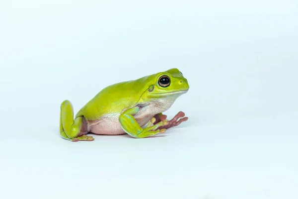 Dumpy Frog Sobre Fondo Blanco — Foto de Stock