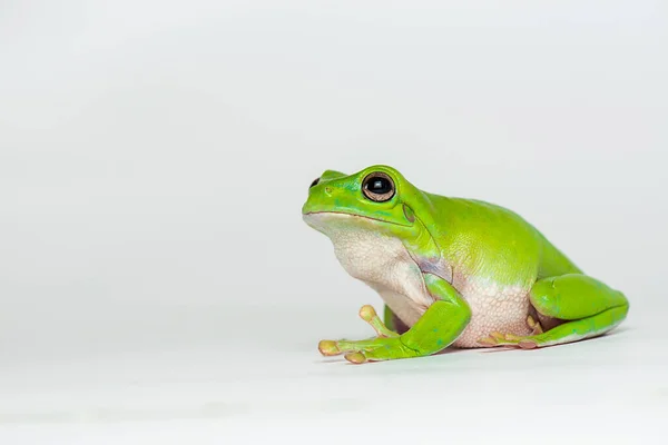 白色背景的矮胖青蛙 — 图库照片