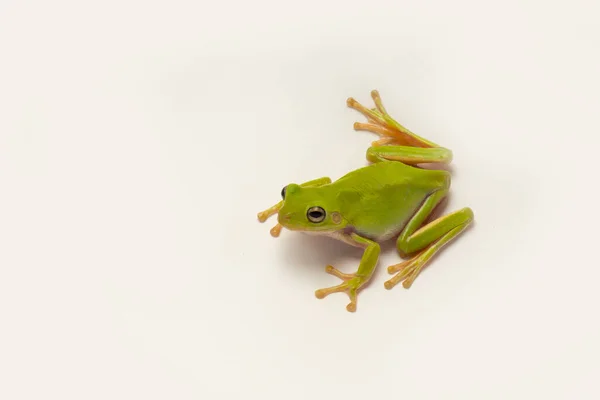 Dumpy Frog White Background — Stock Photo, Image