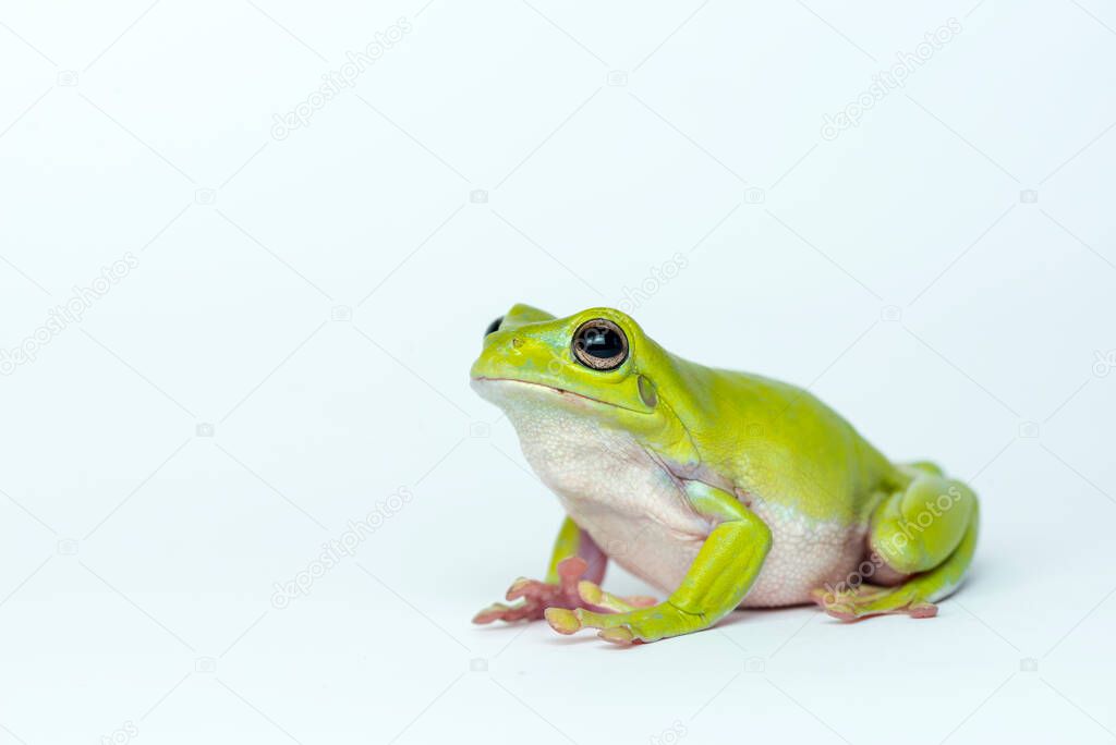 Dumpy Frog  on white background 
