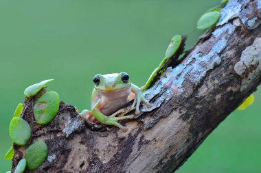 Dal üzerinde bodur kurbağa ağacı