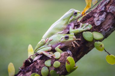 Tropikal bahçede suyun üzerinde bodur kurbağa ağacı 