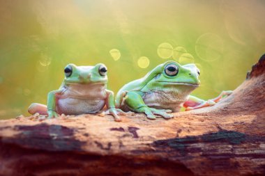 Tropikal bahçede dalların üzerinde bodur kurbağa ağacı 