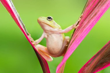 Terk edilmiş ağaç kurbağası Tropik bahçedeki su