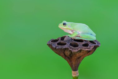 Çiçekteki bodur kurbağa.