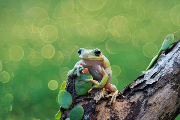 Árvore Sapo Gordo Nos Galhos — Fotografia de Stock