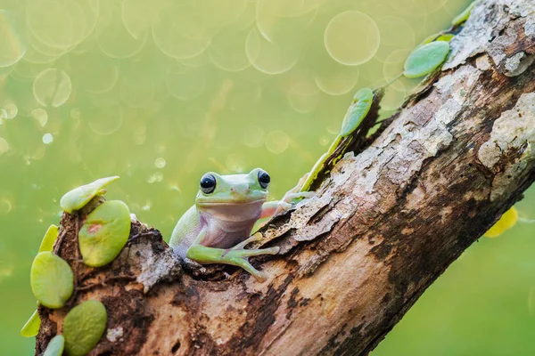 Árbol Rana Las Ramitas — Foto de Stock