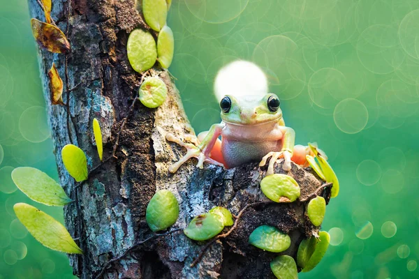 Grenouille Larvée Sur Les Branches — Photo