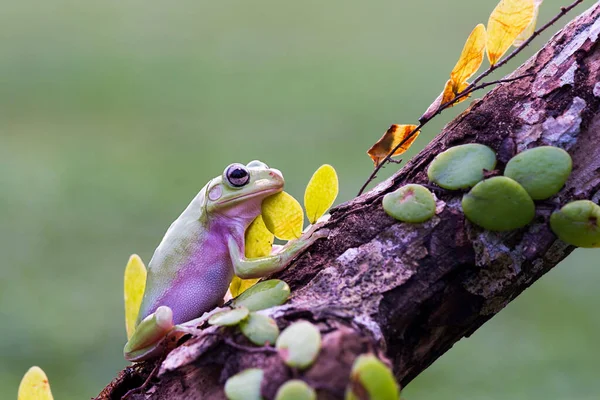 Dumpy Frog Drzewo Gałązkach Tropikalnym Ogrodzie — Zdjęcie stockowe
