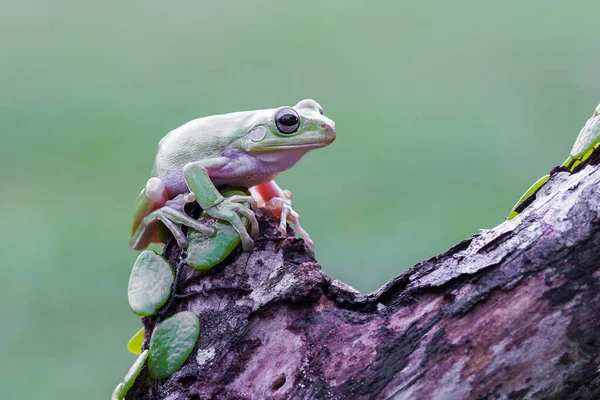 Dumpy Frog Drzewo Gałązkach Tropikalnym Ogrodzie — Zdjęcie stockowe