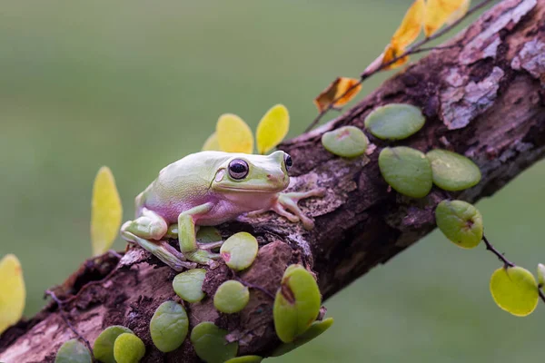 Klumpiger Froschbaum Auf Einem Zweig Tropischen Garten — Stockfoto