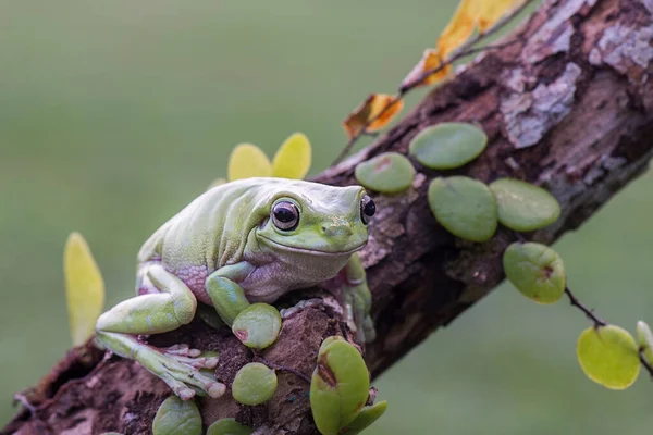 Grenouille Larvée Sur Une Brindille Dans Jardin Tropical — Photo