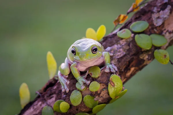 熱帯の庭の小枝の上のでこぼこカエルの木 — ストック写真