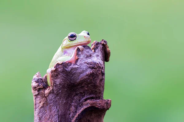 Grenouille Larvée Sur Eau Dans Jardin Tropical — Photo