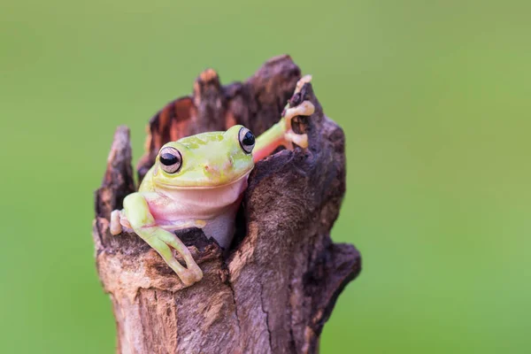 Grenouille Larvée Sur Eau Dans Jardin Tropical — Photo