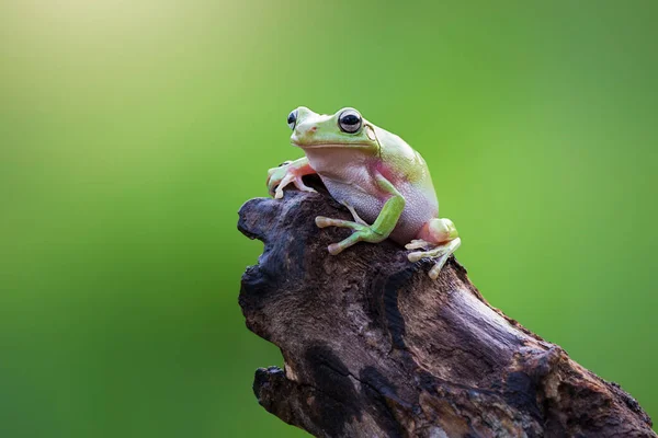 Grenouille Larvée Sur Eau Dans Jardin Tropical — Photo