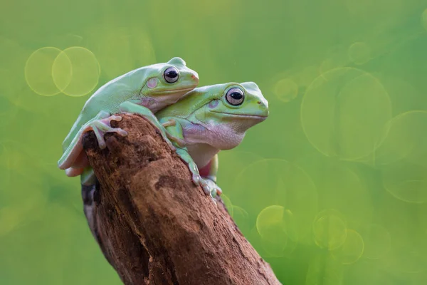 Dumpy Frog Drzewo Gałązkach Tropikalnym Ogrodzie — Zdjęcie stockowe