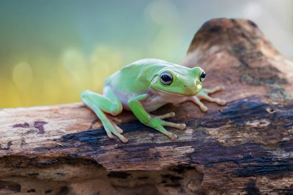 Dumpy Frog Drzewo Gałązkach Tropikalnym Ogrodzie — Zdjęcie stockowe