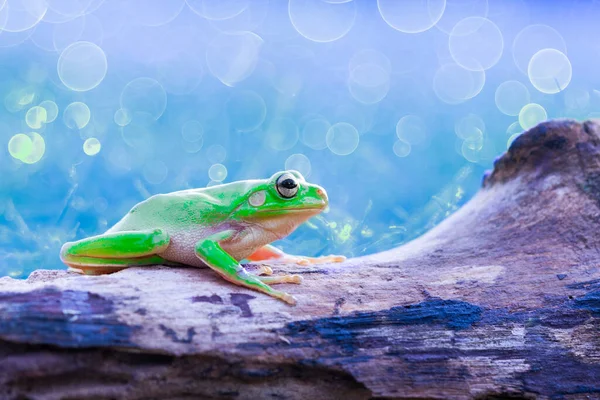 Tropikal bahçede dalların üzerinde bodur kurbağa ağacı 