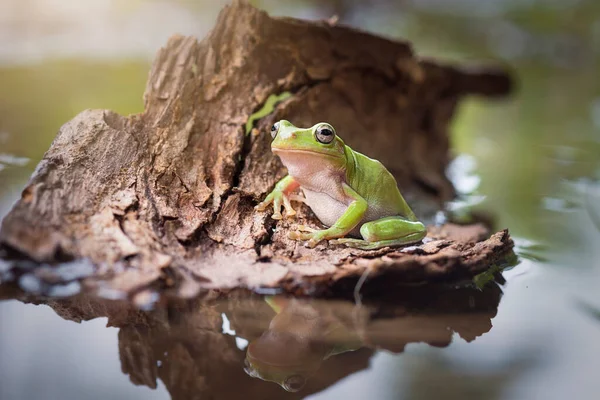 Grenouille Larvée Sur Une Brindille Dans Jardin Tropical — Photo