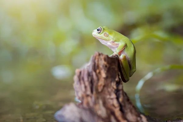 Dumpy Frog Drzewo Gałązkach Tropikalnym Ogrodzie — Zdjęcie stockowe