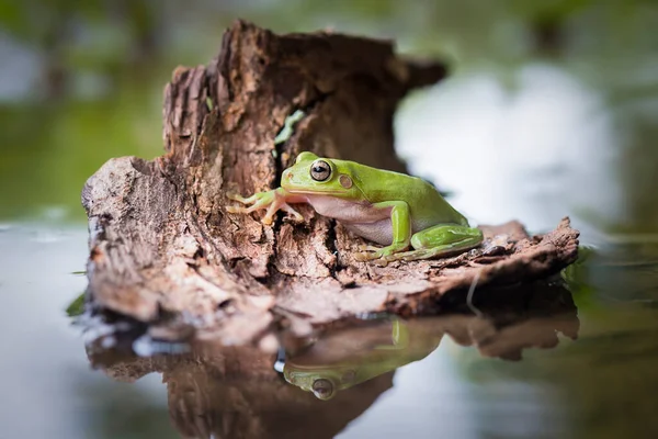 Klumpiger Froschbaum Auf Einem Zweig Tropischen Garten — Stockfoto