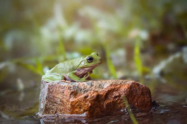 Dumpy Frog Träd Kvistar Tropisk Trädgård — Stockfoto