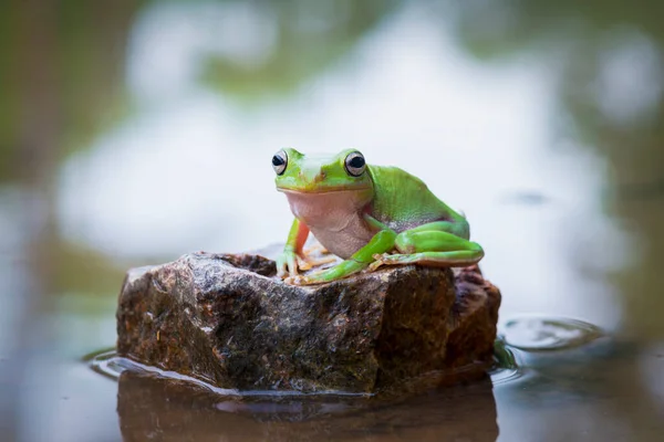 Árbol Rana Agua Jardín Tropical — Foto de Stock