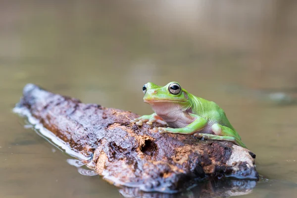 Tropikal Bahçede Suyun Üzerinde Bodur Kurbağa Ağacı — Stok fotoğraf