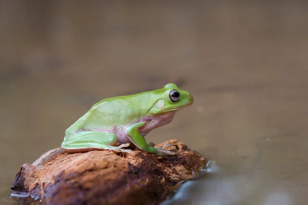 熱帯の庭の水の上のでこぼこカエルの木 — ストック写真