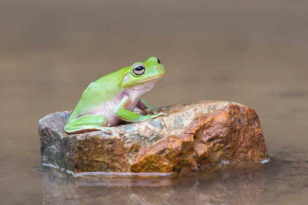 Árbol Rana Agua Jardín Tropical — Foto de Stock