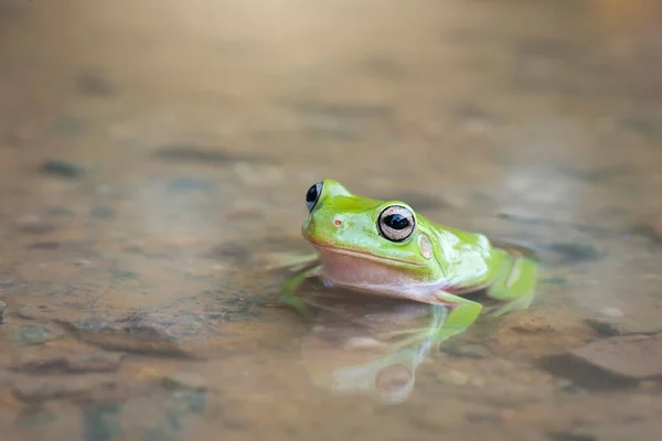 熱帯の庭の水の上のでこぼこカエルの木 — ストック写真