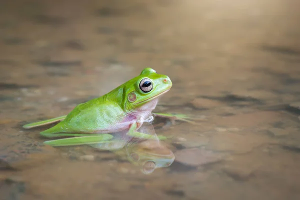 热带花园里的水上有只废弃的树蛙 — 图库照片