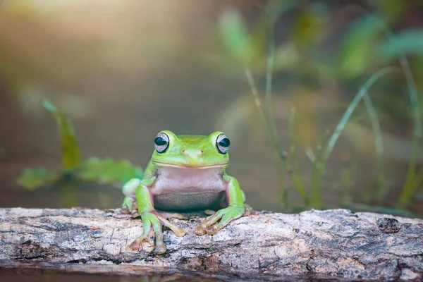 Grenouille Larvée Sur Les Brindilles Dans Jardin Tropical — Photo